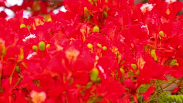 炎の木 ホウオウボク ホウオウボク マメ科の家族は その活気に満ちた赤い花パノラマ カメラ高解像度の映像素材クリップをつけるから — ストック動画