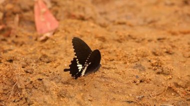Kelebek spicebush swallowtail papilio troilus Papilionidae aileden içme suyu kumlu nehir kıyısına, yüksek çözünürlüklü Stok görüntüleri klip. 