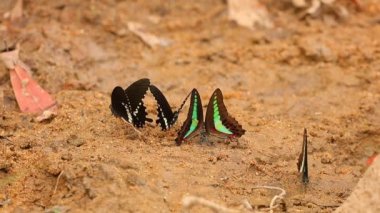 Kelebek spicebush swallowtail papilio troilus ve ortak bluebottle graphium sarpedon luctatius içme suyu kumlu nehir kıyısına, yüksek çözünürlüklü Stok görüntüleri klip papilionidae aileden. 