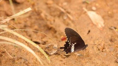 Kelebek spicebush swallowtail papilio troilus Papilionidae aileden içme suyu kumlu nehir kıyısına, yüksek çözünürlüklü Stok görüntüleri klip. 