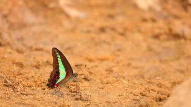 Ortak bluebottle kelebek graphium sarpedon luctatius Papilionidae aileden kumlu nehir, yüksek çözünürlüklü Stok görüntüleri klip içme suyu.