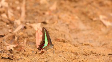 Ortak bluebottle kelebek graphium sarpedon luctatius Papilionidae aileden kumlu nehir, yüksek çözünürlüklü Stok görüntüleri klip içme suyu.