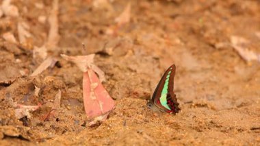 Ortak bluebottle kelebek graphium sarpedon luctatius Papilionidae aileden kumlu nehir, yüksek çözünürlüklü Stok görüntüleri klip içme suyu.