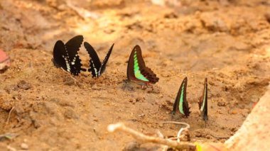 Kelebek spicebush swallowtail papilio troilus ve ortak bluebottle graphium sarpedon luctatius içme suyu kumlu nehir kıyısına, yüksek çözünürlüklü Stok görüntüleri klip papilionidae aileden. 