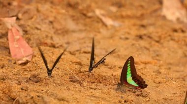 Kelebek spicebush swallowtail papilio troilus ve ortak bluebottle graphium sarpedon luctatius içme suyu kumlu nehir kıyısına, yüksek çözünürlüklü Stok görüntüleri klip papilionidae aileden. 