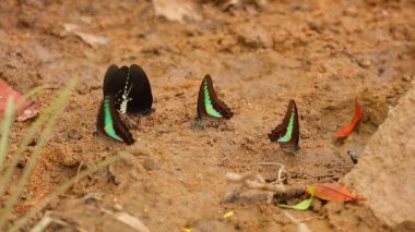 Kelebek spicebush swallowtail papilio troilus ve ortak bluebottle graphium sarpedon luctatius içme suyu kumlu nehir kıyısına, yüksek çözünürlüklü Stok görüntüleri klip papilionidae aileden. 