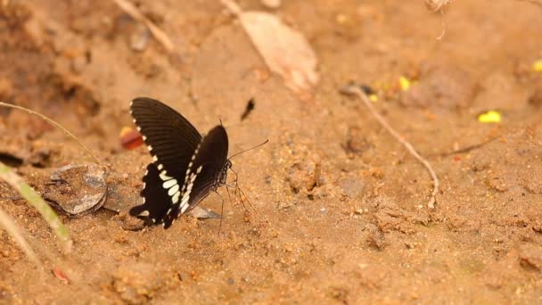 Mariposa Spicebush Swallowtail Papilio Troilus Familia Papilionidae Agua Potable Orilla — Vídeos de Stock