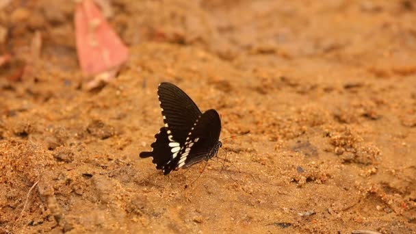 Borboleta Spicebush Engolir Papilio Troilus Família Papilionidae Água Potável Margem — Vídeo de Stock