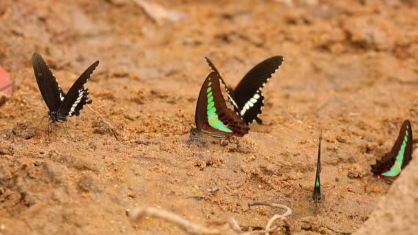 Butterfly Spicebush Swallowtail Papilio Troilus Common Bluebottle Graphium Sarpedon Luctatius — Vídeos de Stock