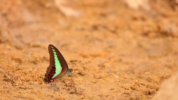 Κοινή Κρεατόμυγα Πεταλούδα Graphium Σαρπηδόνα Luctatius Από Την Οικογένεια Papilionidae — Αρχείο Βίντεο
