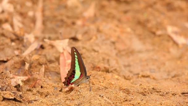 Pinza Común Mariposa Azul Graphium Sarpedon Luctatius Familia Papilionidae Agua — Vídeo de stock