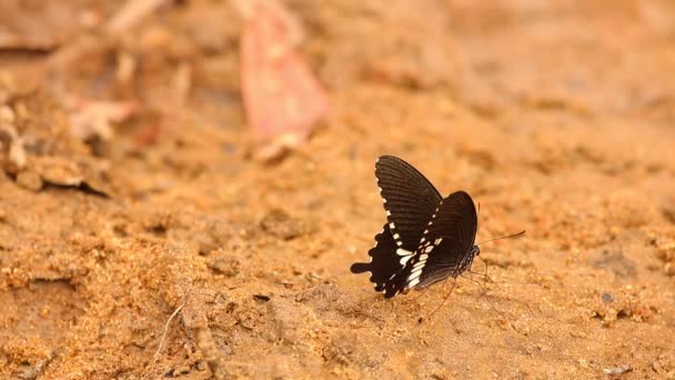 Метелик Прянощі Ластівка Папіліо Троїль Родини Papilionidae Питна Вода Піщаного — стокове відео