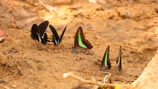 Butterfly spicebush swallowtail papilio troilus and common bluebottle graphium sarpedon luctatius from the papilionidae family, drinking water from the sandy riverbank, high definition stock footage clip. 