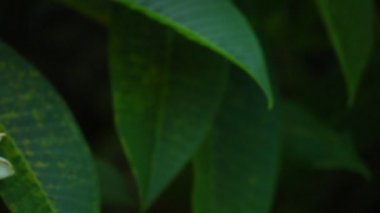 Plumeria rubra veya ortak frangipani çiçekli ağaç beyaz ve sarı çiçek açan çiçekler ve panoramik yüksek çözünürlüklü Stok görüntüleri video klip kaydırma canlı yeşil yeşillik.