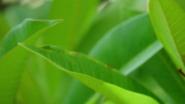 Plumeria rubra veya ortak frangipani çiçekli ağaç beyaz ve sarı çiçek açan çiçekler ve panoramik yüksek çözünürlüklü Stok görüntüleri video klip kaydırma canlı yeşil yeşillik.