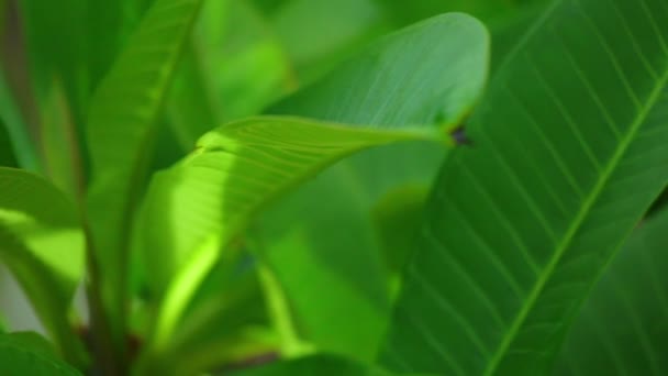 Plumeria Rubra Nebo Společné Keře Kvetoucí Strom Bílými Žlutými Kvetoucí — Stock video