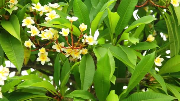 プルメリア ヤマモモまたは白と黄色の花が咲く 鮮やかな緑の葉 パノラマの高精細映像素材集ビデオ クリップをパンと一般的なプルメリア開花ツリー — ストック動画