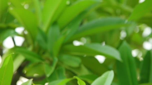 Plumeria Rubra Árvore Floração Frangipani Comum Com Flores Brancas Amarelas — Vídeo de Stock