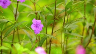 Ruellia tuberosa ya da Minnie kök veya ateş kök veya Snapdragon kök vahşi çiçek çayır, fotoğraf makinesi alan sığ derinliği ile yukarı doğru kaydırma kısa. Bokeh arka plan, sığ derinlik-in tarla.