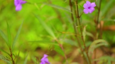 Ruellia tuberosa ya da Minnie kök veya ateş kök veya Snapdragon kök vahşi çiçek çayır, fotoğraf makinesi alan sığ derinliği ile yukarı doğru kaydırma kısa. Bokeh arka plan, sığ derinlik-in tarla.