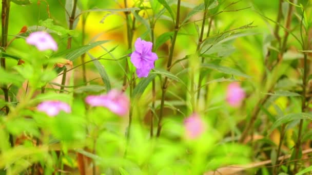 Ruellia Tuberosa Minnie Root Fever Root Snapdragon Root Wild Flower — Stock Video