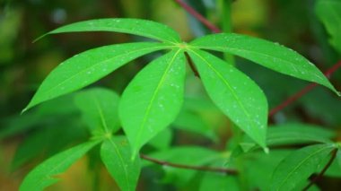 Onların canlı yeşil yeşillik ve kırmızı SAP, sebze bitki yaprakları manyok yakın çekim shot kamera bokeh arka plan ile kaydırma.