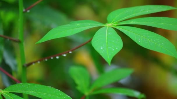 活気のある緑の葉と赤い茎葉野菜植物キャッサバ クローズ アップ ショットの背景のボケ味を持つカメラをパン — ストック動画