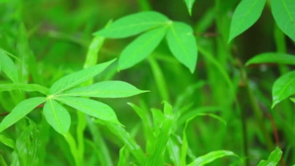 Μανιόκα Κηπευτικών Φυτικών Φύλλα Ζωντανό Πράσινο Φύλλωμα Τους Κόκκινους Μίσχους — Αρχείο Βίντεο