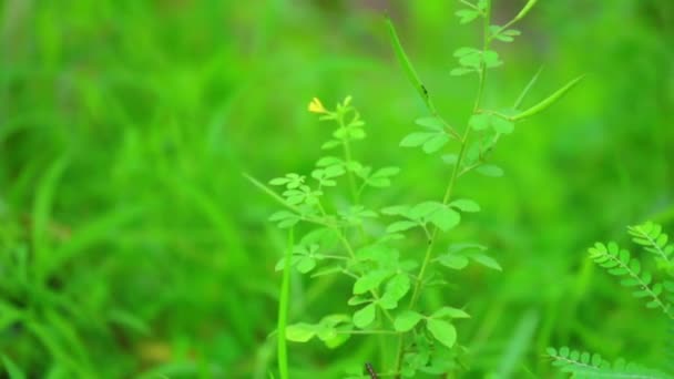 Tropische Plant Vegetatie Met Levendige Groen Gebladerte Rode Stengels Close — Stockvideo