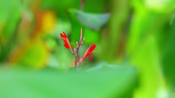 Canna Lily Zářivé Červené Rostliny Květiny Střední Zastřelil Zelenou Vegetací — Stock video