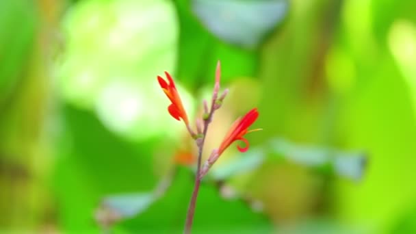 Canna Lily Pulserande Röda Växt Blommor Medium Sköt Med Grön — Stockvideo