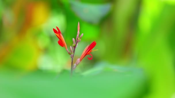 Canna Lily Vibrant Red Plant Flowers Medium Shot Green Vegetation — Stock Video