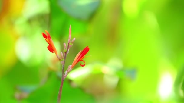 坎娜百合充满活力的红树花中拍摄与绿色植被 Bokeh 背景浅的景深 在高清晰度五颜六色的叶子自然 — 图库视频影像