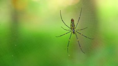 Örümcek closeup nephila pilipes, Kuzey altın küre dokumacı veya dev altın orb weaver en büyük örümcekler biri dünyada. Ventral tarafı yeşil doğa orman bokeh arka plan ile.