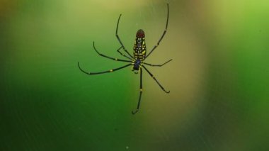 Örümcek closeup nephila pilipes, Kuzey altın küre dokumacı veya dev altın orb weaver en büyük örümcekler biri dünyada. Ventral tarafı yeşil doğa orman bokeh arka plan ile.
