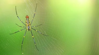 Örümcek closeup nephila pilipes, Kuzey altın küre dokumacı veya dev altın orb weaver en büyük örümcekler biri dünyada. Ventral tarafı yeşil doğa orman bokeh arka plan ile.