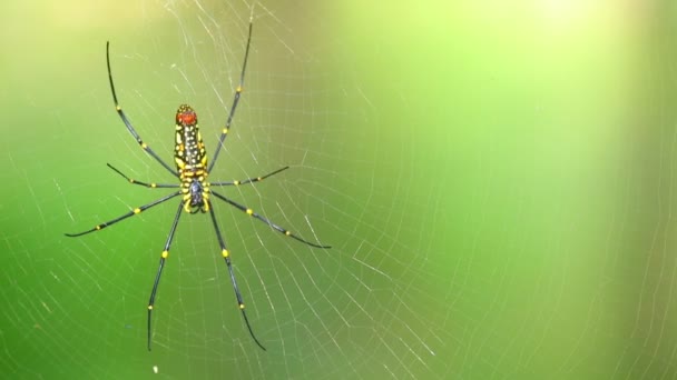 蜘蛛特写尼西拉 北方金球织工或巨大的金球织工是世界上最大的蜘蛛之一 中心边与绿色自然森林 Bokeh — 图库视频影像