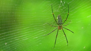 Örümcek closeup nephila pilipes, Kuzey altın küre dokumacı veya dev altın orb weaver en büyük örümcekler biri dünyada. Sırt tarafı yeşil doğa orman bokeh arka plan ile.