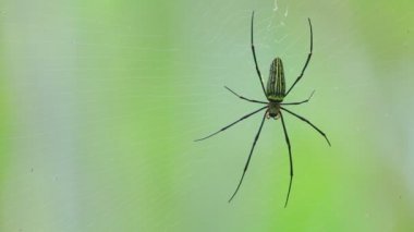 Örümcek closeup nephila pilipes, Kuzey altın küre dokumacı veya dev altın orb weaver en büyük örümcekler biri dünyada. Sırt tarafı yeşil doğa orman bokeh arka plan ile.