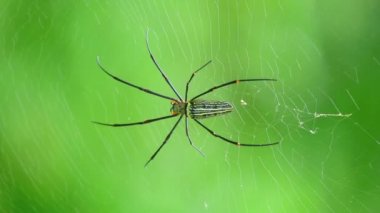 Örümcek closeup nephila pilipes, Kuzey altın küre dokumacı veya dev altın orb weaver en büyük örümcekler biri dünyada. Sırt tarafı yeşil doğa orman bokeh arka plan ile.