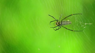Örümcek closeup nephila pilipes, Kuzey altın küre dokumacı veya dev altın orb weaver en büyük örümcekler biri dünyada. Sırt tarafı yeşil doğa orman bokeh arka plan ile.