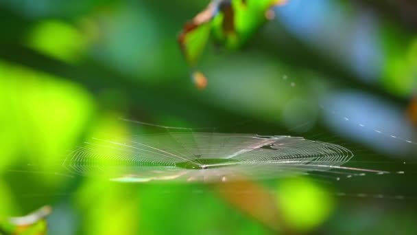 Spiderweb Ragno Cattura Luce Del Sole Del Mattino Viene Soffiato — Video Stock