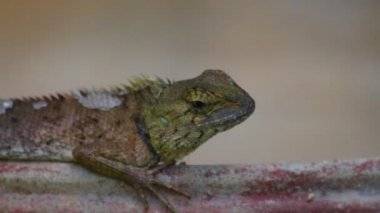 Oryantal Bahçe kertenkele veya bahçe kertenkele, agamid kertenkele, agamidae aile de biliyorum ejderhalar veya ejderha kertenkele. Güneş altında bir bitki pot, hd statik çekim yakın çekim tadını çıkarma.