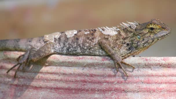 Orientalische Garteneidechse Oder Garteneidechse Agamidae Familie Auch Als Drachen Oder — Stockvideo