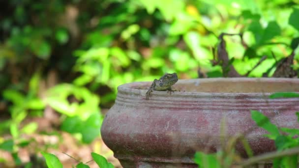 Oosterse Tuin Hagedis Tuin Hagedis Hagedis Van Agamid Wordt Familie — Stockvideo