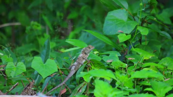 オリエンタル ガーデン トカゲまたは庭のトカゲ キノボリトカゲ トカゲ キノボリトカゲ家族は龍やドラゴン トカゲとしても知っています 緑の葉の背景を持つサンシャイン 静的ショット アップに日向ぼっこ — ストック動画