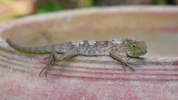 Lagarto Jardín Oriental Lagarto Jardín Lagarto Agámido Familia Agámidos También — Vídeo de stock