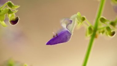 Mor Coleus çiçek narin ve küçük makro closeup bokeh arka plan ile. Işıklı güneşli arka ışığı doğal renkler ile statik çekim makro yakın çekim.