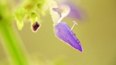 Mor Coleus çiçek narin ve küçük makro closeup bokeh arka plan ile. Işıklı güneşli arka ışığı doğal renkler ile statik çekim makro yakın çekim.