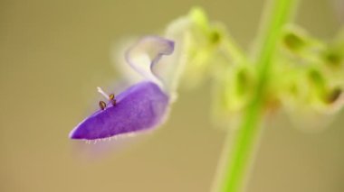 Mor Coleus çiçek narin ve küçük makro closeup bokeh arka plan ile. Işıklı güneşli arka ışığı doğal renkler ile statik çekim makro yakın çekim.